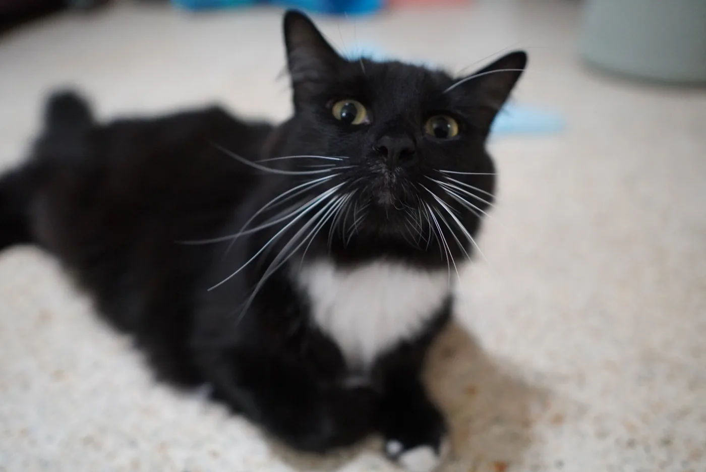 Alaina, a black and white tuxedo cat, with long white whiskers, looking up wide-eyed at the camera