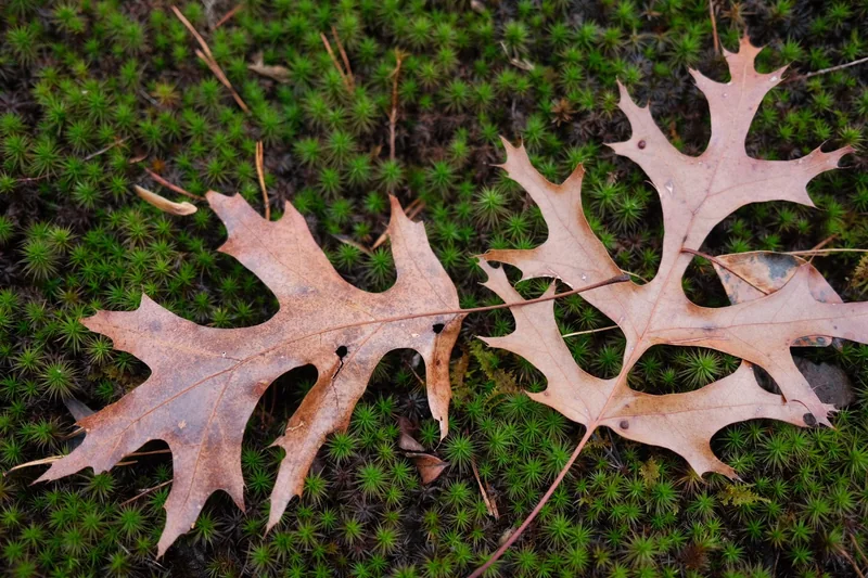 Two brown oak leaves resting on a bed of bright green star-shaped moss