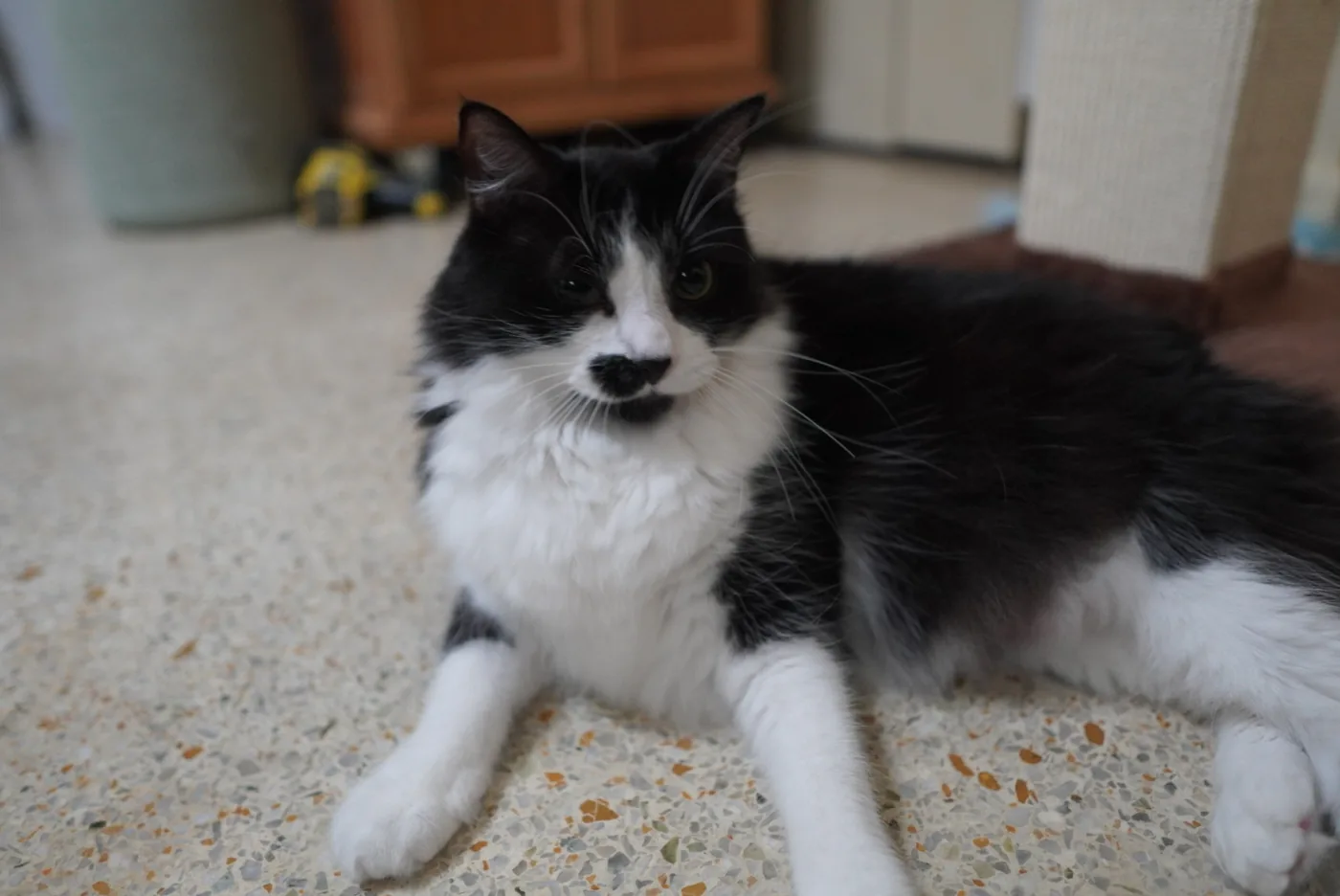 Tink, a fluffy black and white cat with a black mustache marking, lounging on a terrazzo floor